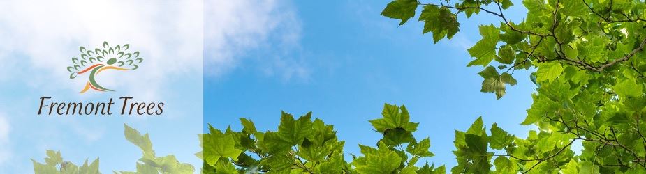 An open sky framed by leaves, Fremont Trees Logo