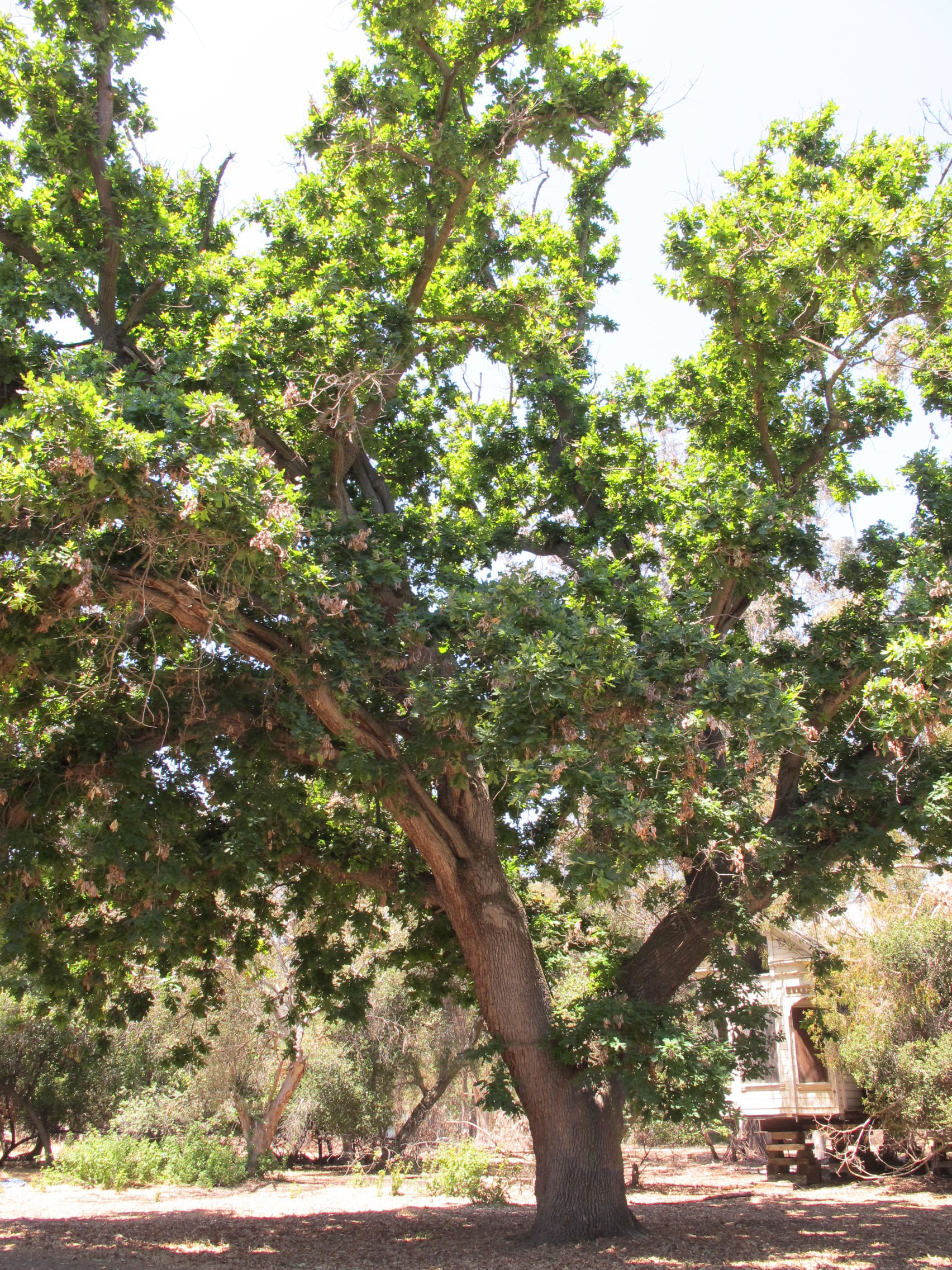 Bur Oak