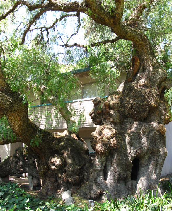 California Pepper Tree