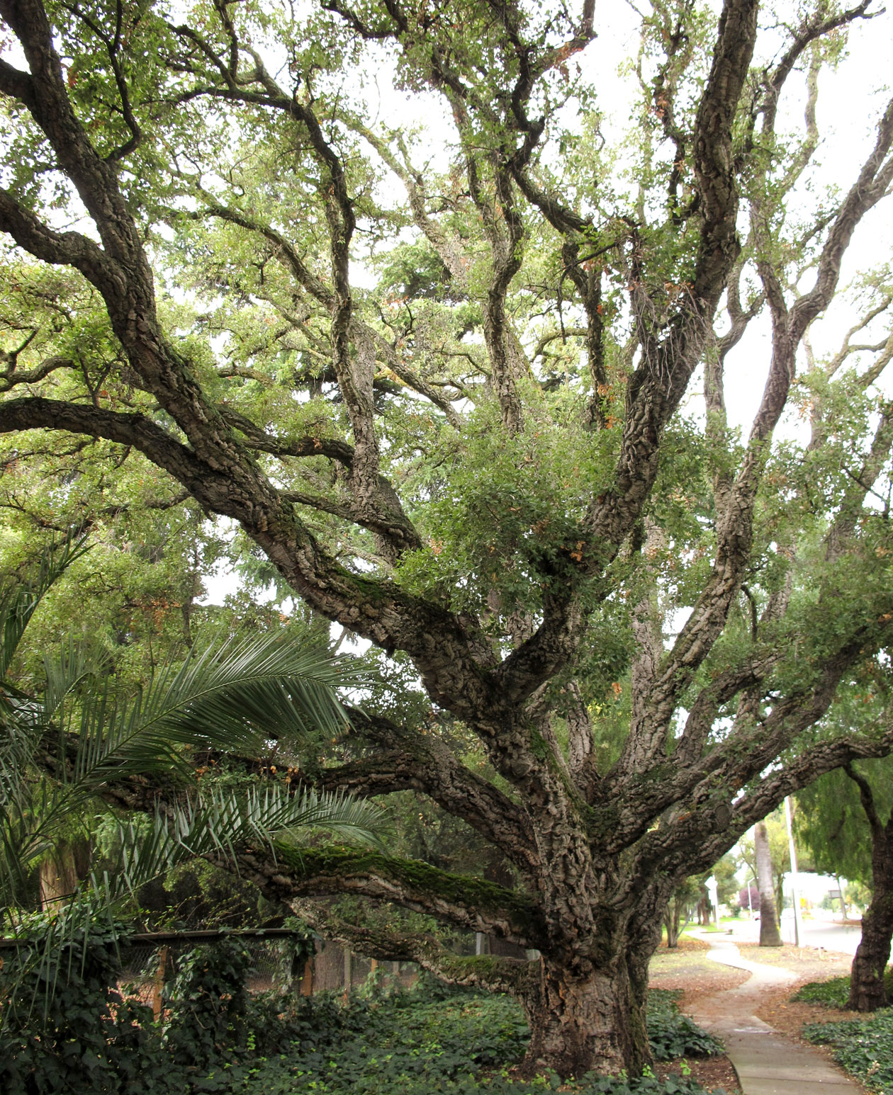 Cork Oak