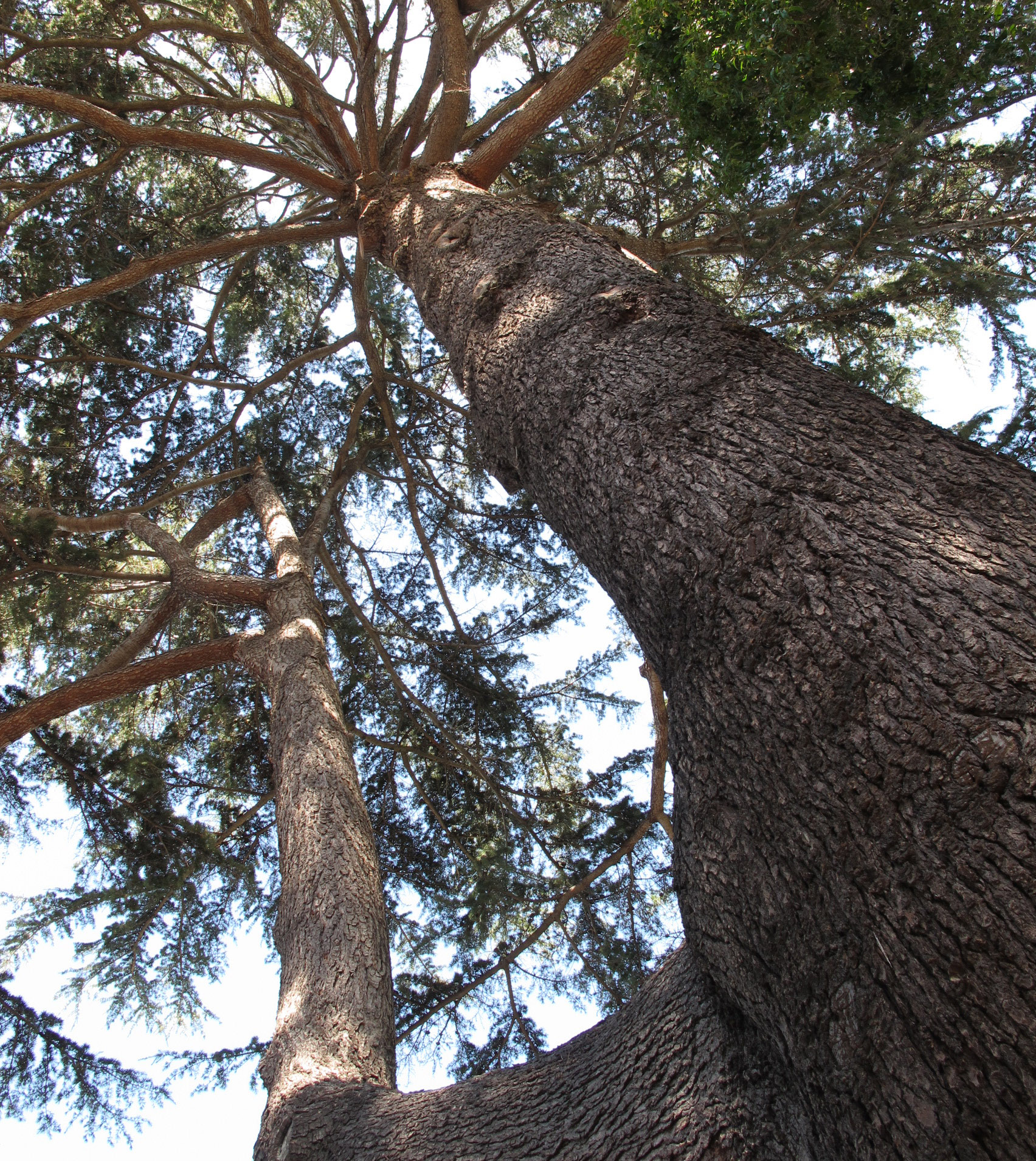 Deodar Cedar