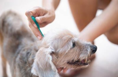 Dog getting flea treatment