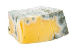 Moldy Cheese, compost