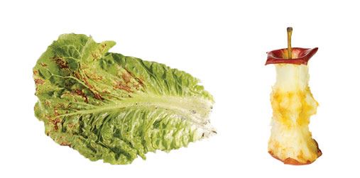 Old lettuce and apple core