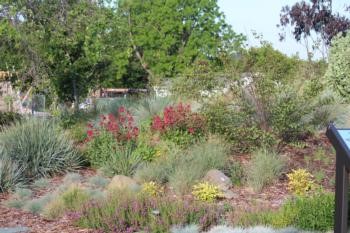 native plants