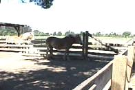 Ardenwood Historic Farm