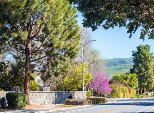 Tree lined street with hills in background