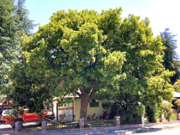 Arbutus Unedo Tree in front of house