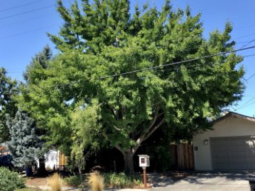 Ginko Biloba Tree in front of house