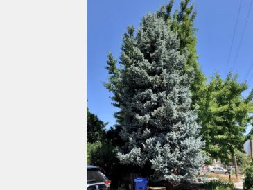 Blue Spruce Tree in front of house