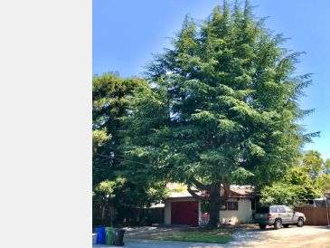 Deodar Cedar Tree in front of house