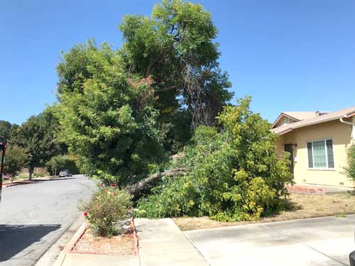 Tree blocking Sidewalk in Fremont