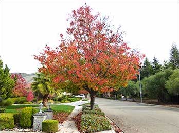 Typical Residential Street Tree