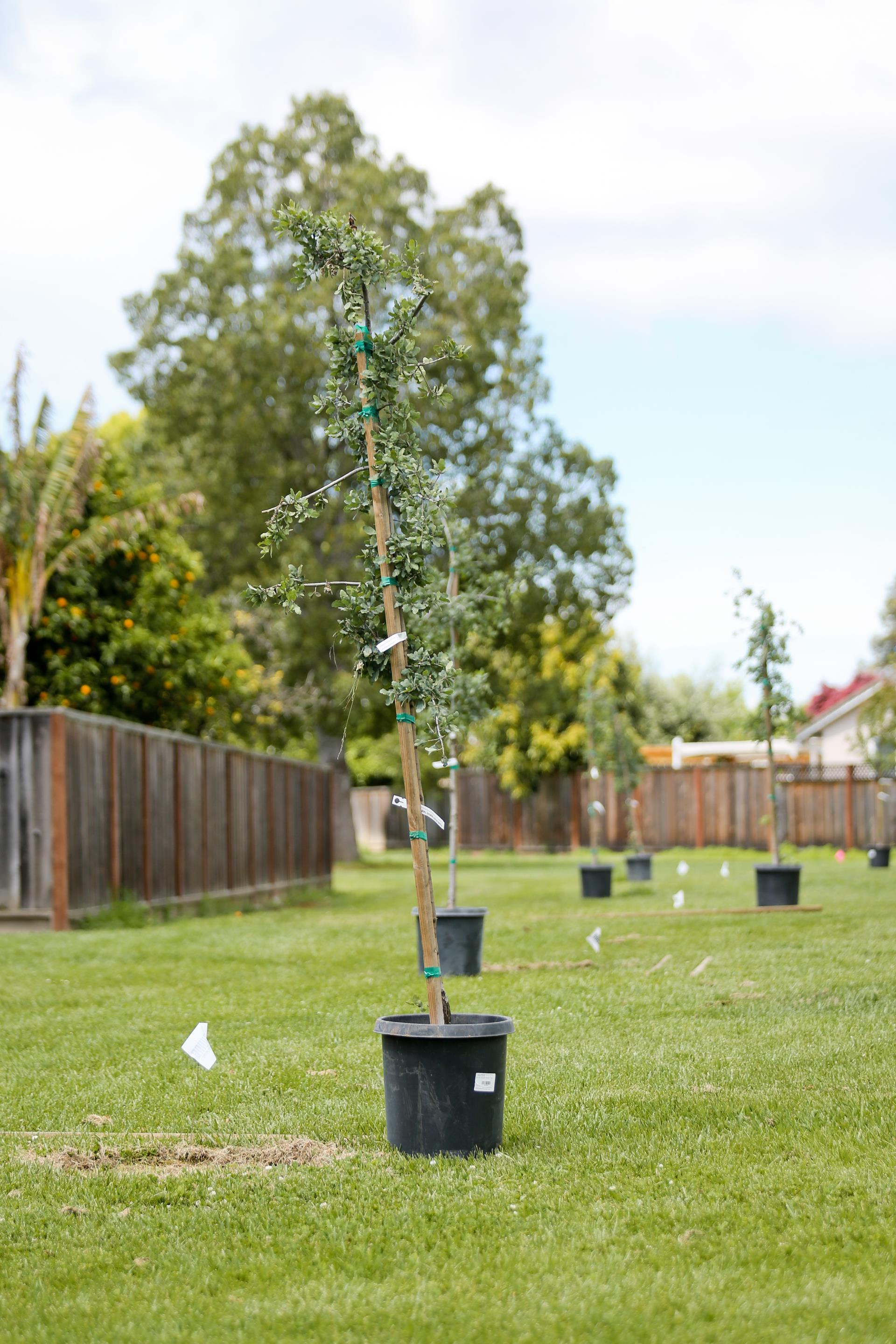 Planting Trees